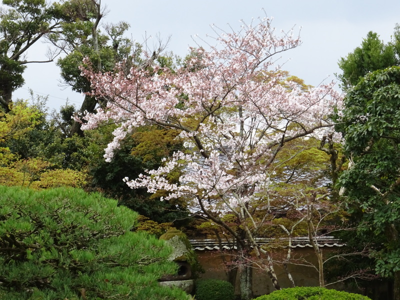 春本番_f0101949_15074411.jpg