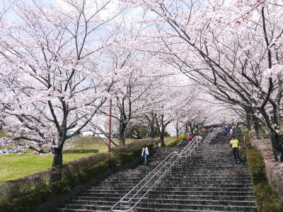 菊池公園、菊池神社の桜photoコレクション 2019_a0254656_18035037.jpg