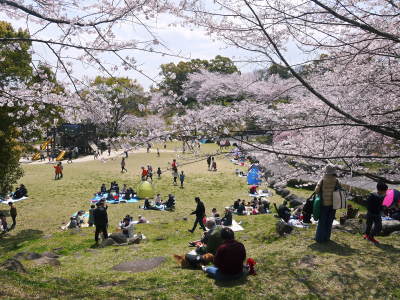 菊池公園、菊池神社の桜photoコレクション 2019_a0254656_18074522.jpg