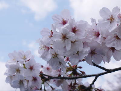 菊池公園、菊池神社の桜photoコレクション 2019_a0254656_18283061.jpg
