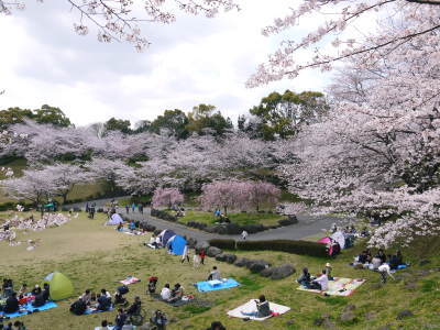 菊池公園、菊池神社の桜photoコレクション 2019_a0254656_18330516.jpg
