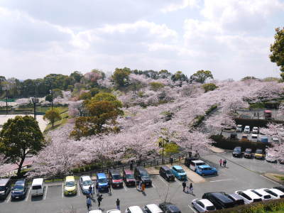 菊池公園、菊池神社の桜photoコレクション 2019_a0254656_18382563.jpg