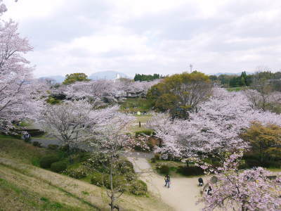 菊池公園、菊池神社の桜photoコレクション 2019_a0254656_18411344.jpg