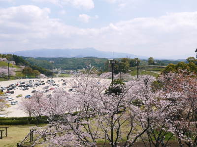 菊池公園、菊池神社の桜photoコレクション 2019_a0254656_18432862.jpg