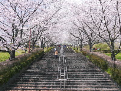 菊池公園、菊池神社の桜photoコレクション 2019_a0254656_18484106.jpg