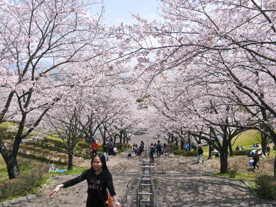 菊池公園、菊池神社の桜photoコレクション 2019_a0254656_18525594.jpg