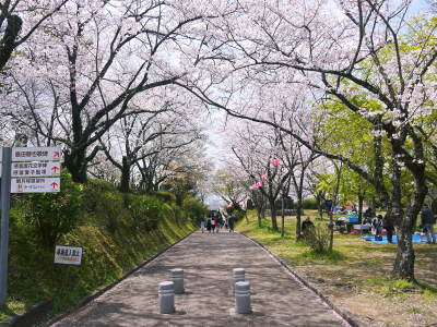 菊池公園、菊池神社の桜photoコレクション 2019_a0254656_18593489.jpg