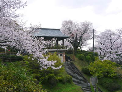 菊池公園、菊池神社の桜photoコレクション 2019_a0254656_19012650.jpg