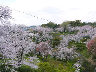 菊池公園、菊池神社の桜photoコレクション 2019_a0254656_19024499.jpg