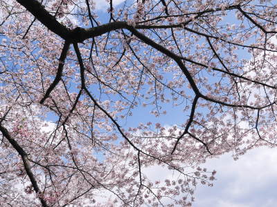 菊池公園、菊池神社の桜photoコレクション 2019_a0254656_19055679.jpg
