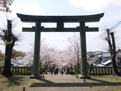 菊池公園、菊池神社の桜photoコレクション 2019_a0254656_19114674.jpg