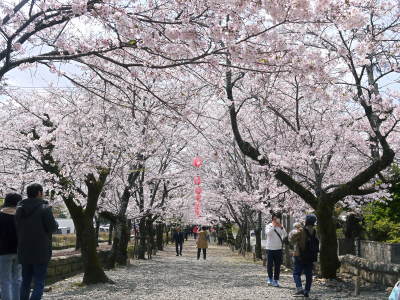 菊池公園、菊池神社の桜photoコレクション 2019_a0254656_19155520.jpg