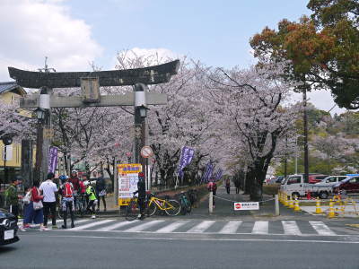菊池公園、菊池神社の桜photoコレクション 2019_a0254656_19194402.jpg