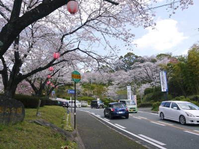 菊池公園、菊池神社の桜photoコレクション 2019_a0254656_19253280.jpg