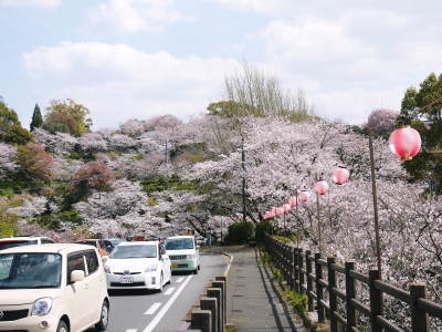 菊池公園、菊池神社の桜photoコレクション 2019_a0254656_19291241.jpg