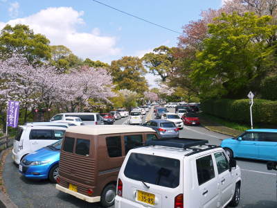 菊池公園、菊池神社の桜photoコレクション 2019_a0254656_19302740.jpg