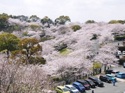 菊池公園、菊池神社の桜photoコレクション 2019_a0254656_19330009.jpg