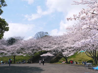 菊池公園、菊池神社の桜photoコレクション 2019_a0254656_19370464.jpg