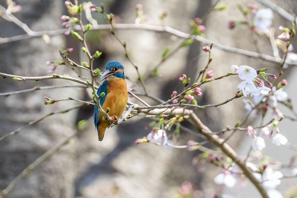 少ししか咲いていない桜とカワセミ_f0044056_10550245.jpg