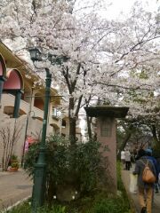 平成最後の桜　はなの道より_c0089261_22544452.jpg