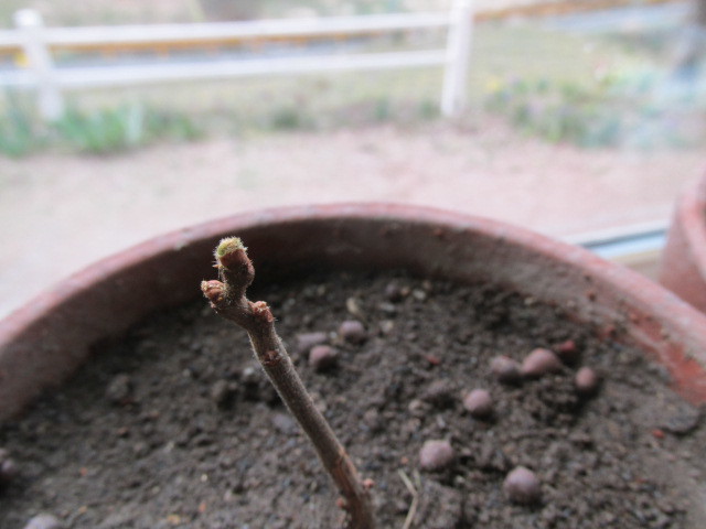 窓辺に水辺に新芽ふき ことしの春は花だらけ の詩 3月31日 日 くもり トチノキの詩2 窓辺に水辺に新芽ふき ことしの春は花だらけ の詩 3月31日 日 くもり トチノキの詩2