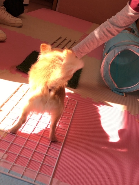 パピー教室(2018・3・31)_e0367571_21285260.jpg