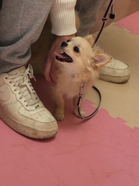 パピー教室(2018・3・31)_e0367571_21291123.jpg