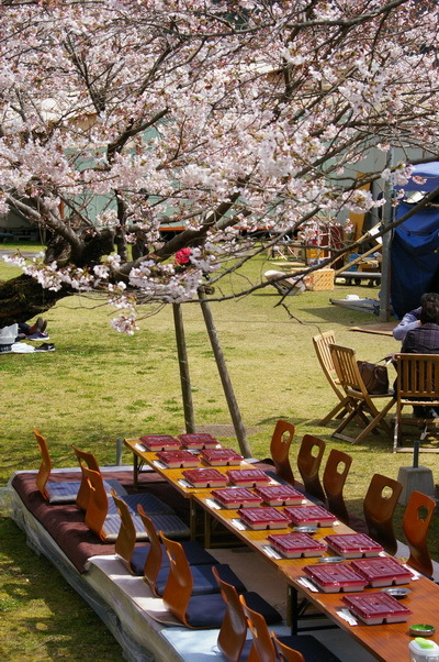 錦帯橋の桜_d0327373_17041091.jpg