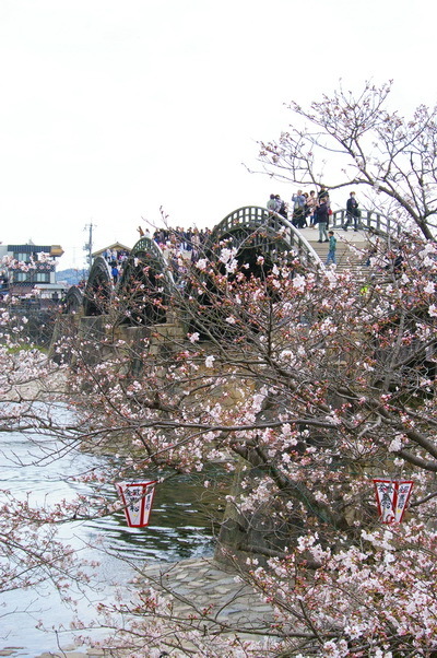 錦帯橋の桜_d0327373_17043593.jpg