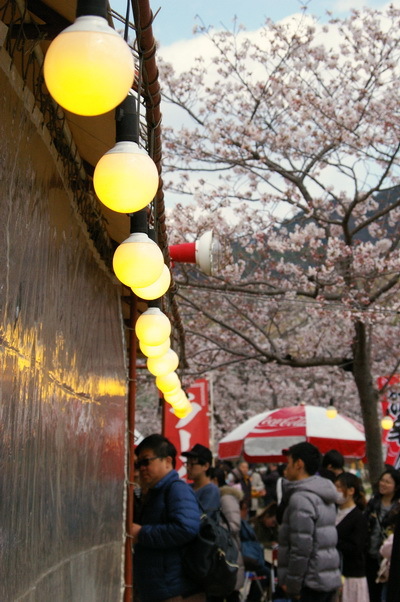 錦帯橋の桜_d0327373_17061682.jpg