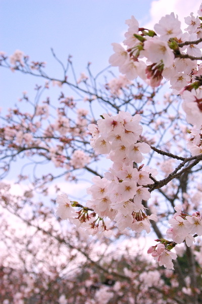 錦帯橋の桜_d0327373_17062897.jpg