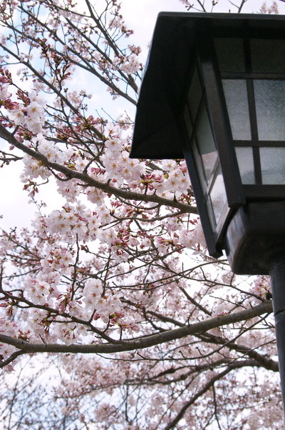 錦帯橋の桜_d0327373_17145536.jpg