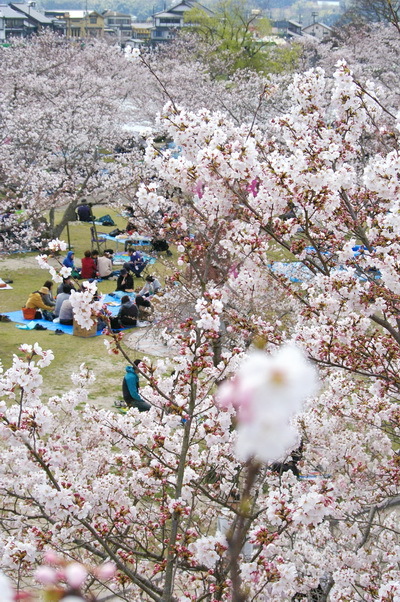 錦帯橋の桜_d0327373_17153444.jpg