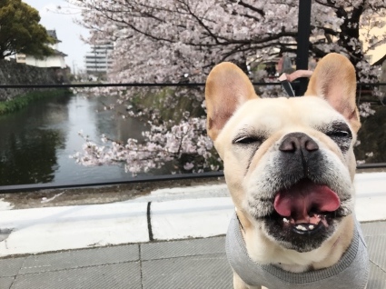 花見ない犬_d0048577_08434170.jpeg