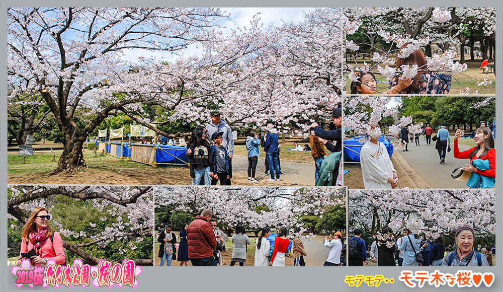 「2019桜」モテモテ・モテ木の桜・・_c0009981_14004928.jpg