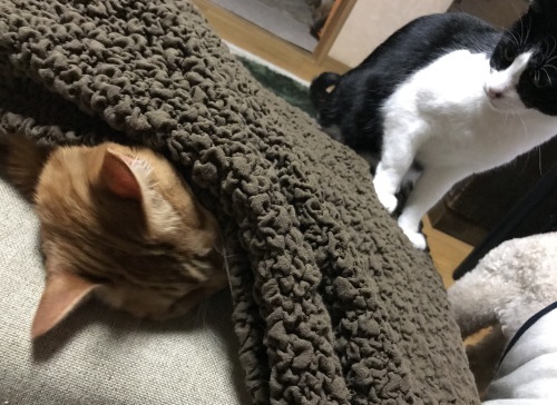 a0216583_22535678.jpeg
