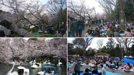 井の頭公園の桜_b0207284_23484424.jpg