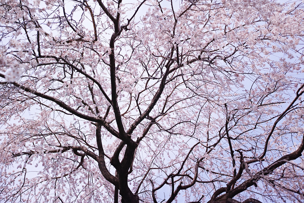 #dp2q 知る人ぞ知るしだれ桜 本満寺 #京都 #桜　_c0059485_22284860.jpg