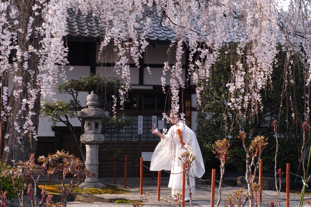 #dp2q 知る人ぞ知るしだれ桜 本満寺 #京都 #桜　_c0059485_22300233.jpg