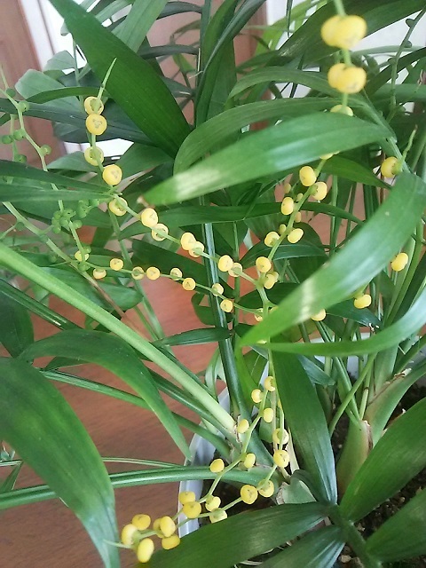 テーブルヤシ に黄色い 実 ではなく 花 が 健気に育つ植物たち