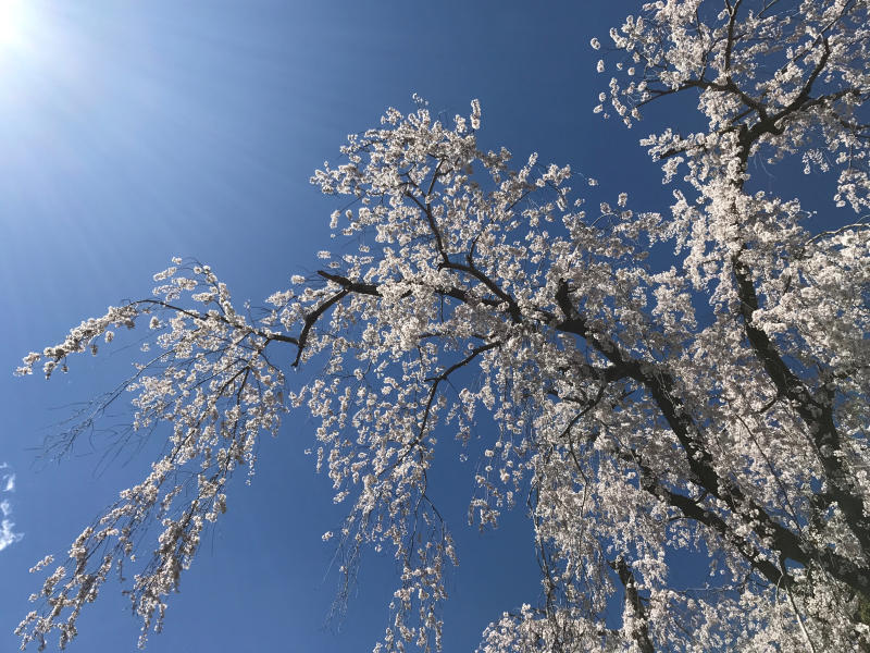 身延山久遠寺の枝垂れ桜_e0390487_23122095.jpg