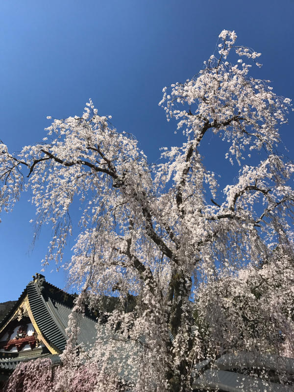 身延山久遠寺の枝垂れ桜_e0390487_23322122.jpg