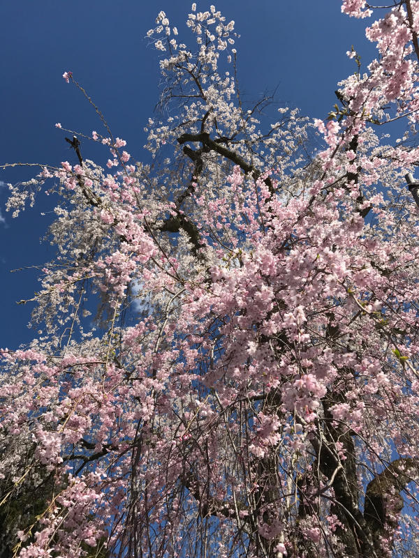 身延山久遠寺の枝垂れ桜_e0390487_23373662.jpg