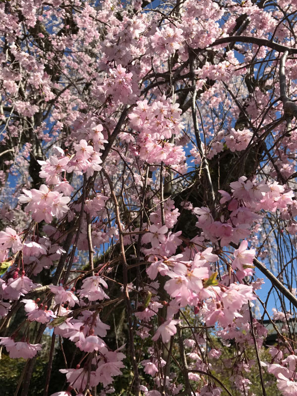 身延山久遠寺の枝垂れ桜_e0390487_23373706.jpg