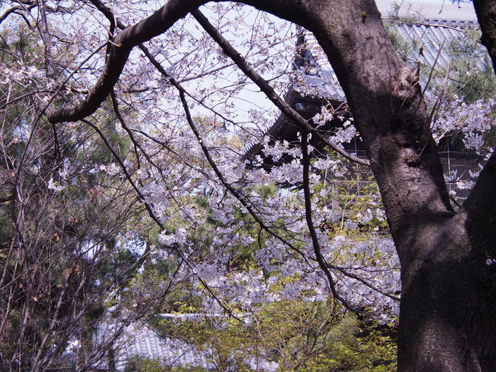 聖福寺の桜。福岡市。_a0149488_18102249.jpg