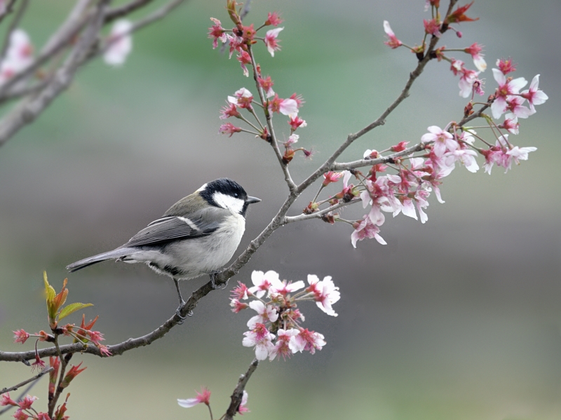 桜/桃/梅の花とシジュウカラたち : トドの野鳥日記