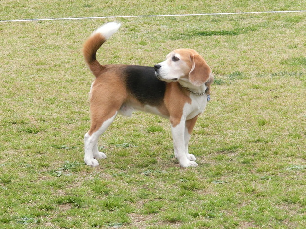 a0319693_8351894.jpg