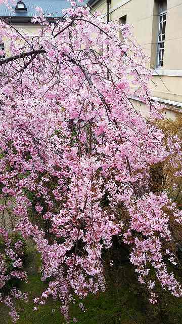 2019年　観桜祭：京都府庁旧本館_b0205694_19252719.jpg