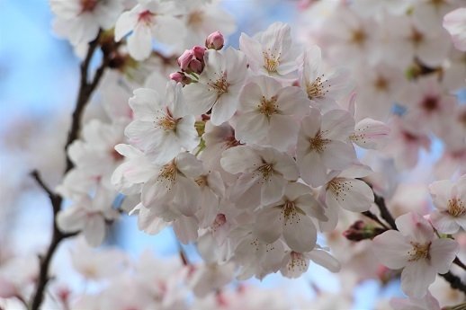 桜_a0333195_18411969.jpg