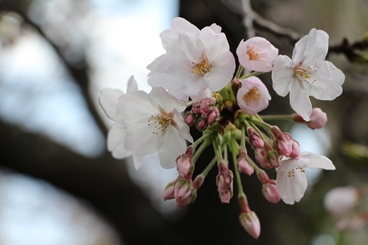 桜_a0333195_21202481.jpg